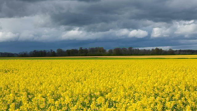 Councillor issues warning to dog owners near rapeseed fields
