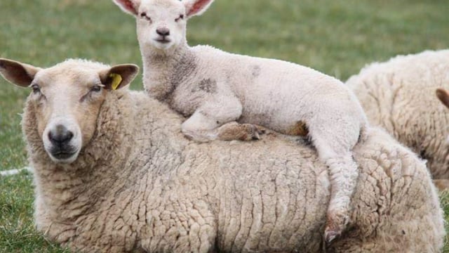 Pregnant women advised to avoid contact with sheep