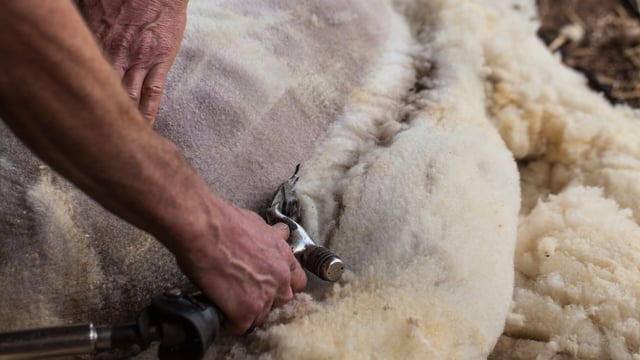 Crowds expected to flock to 'Olympics of sheep shearing'