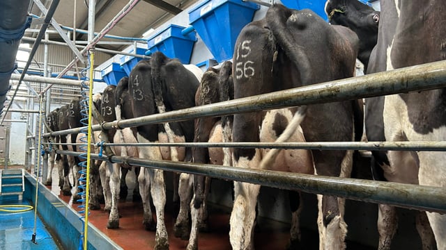 Keeping mastitis infection at bay during calving season