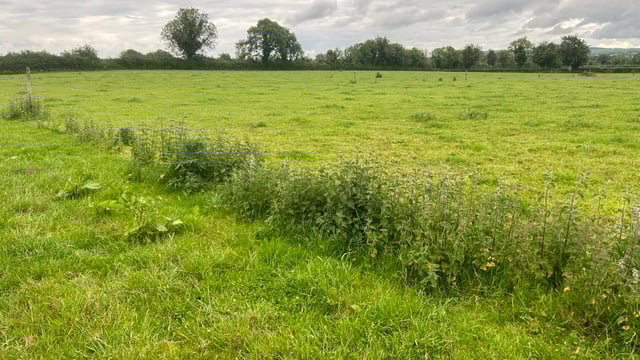 Weed control essential for sward productivity at this time of year