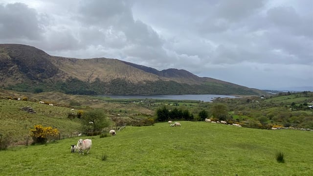 ICM Lamb Sustainability Trial update from Kerry farms