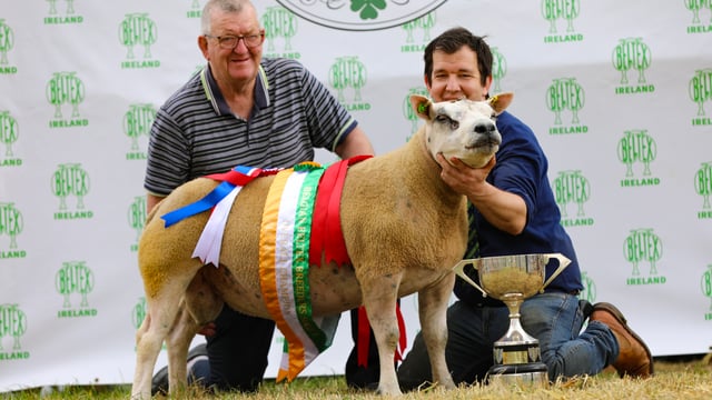 Laois breeders take top prize at the Belgian Beltex national show