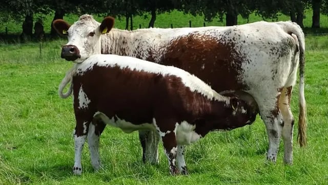 Rare breeds contribute to Ireland's 'unique' diversity - McConalogue