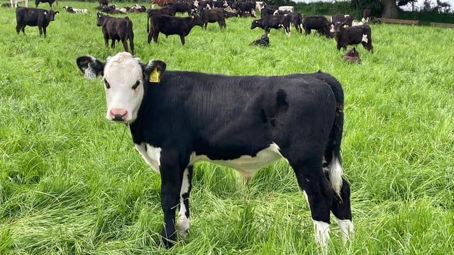 Update: Silage, grazing and MSS trial on ABP Demo Farm