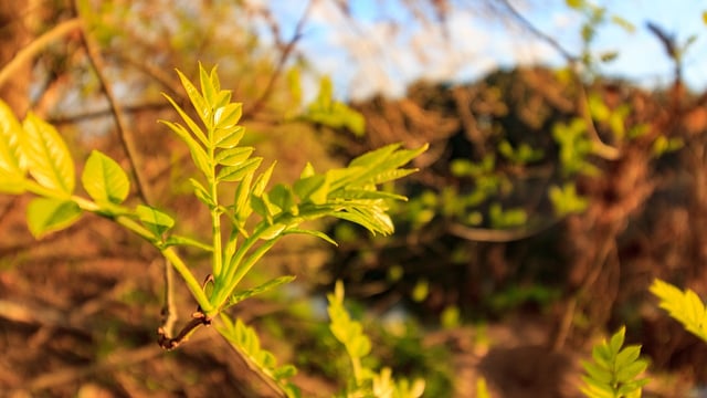 'Vast majority' of ash dieback owners 'very happy' with scheme - Hackett