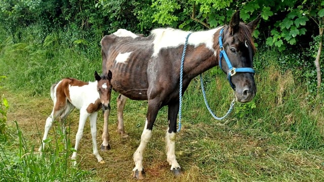 ISPCA appeals for 'urgent' foster homes after several rescues