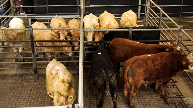 Heavy bullocks average over €3/kg at Balla Mart