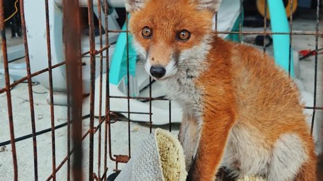Fox cub found 'caged up' at Co. Mayo property