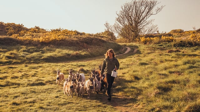 Goat herders and apprentices sought for Howth project