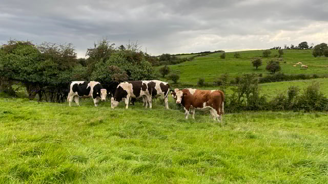 Factory quotes: Beef prices improve again this week
