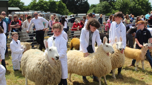 Suffolk shearling ewe impresses at Ballymoney Show