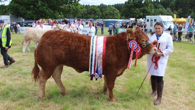 Results: Beef, dairy and sheep champions at Armagh Show