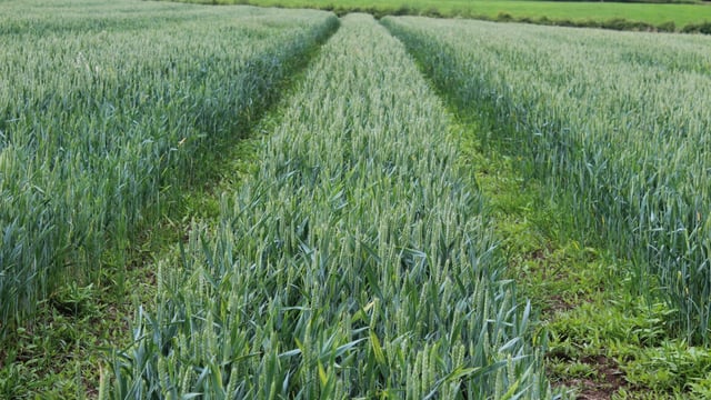 Fungi gene could be key to better wheat disease control