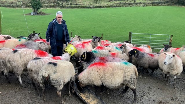 Former IFA sheep chair misses out on council seat in Leitrim