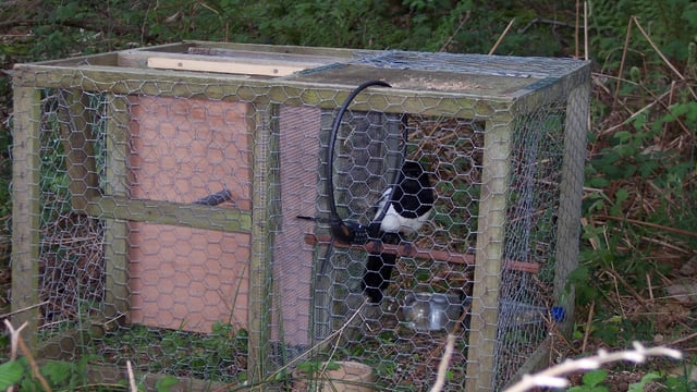 Letter to the editor: Larsen trap should be banned