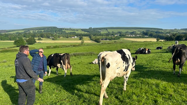 Judging underway for Kildare Holstein Friesian Breeders Club