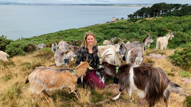Watch: What it takes to be a goat herder on Howth Head