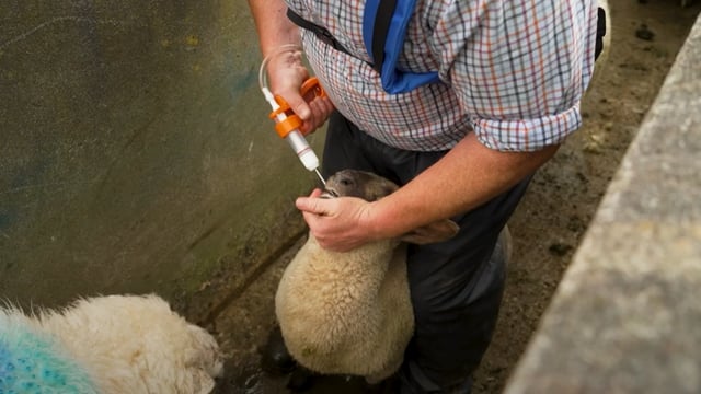 DAFM issues reminder to take care when using animal dosing guns
