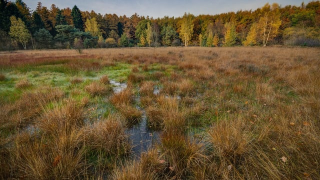 IWT calls for a minister of state for nature