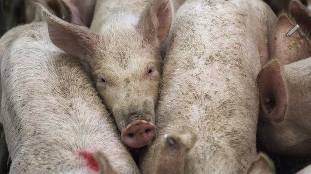 New rules on livestock emissions enter into force this weekend