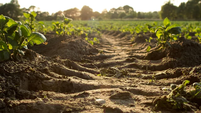 EU bioeconomy project to provide regional insights at Irish event