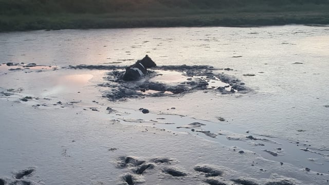Cow stuck in mud saved after two hour rescue operation