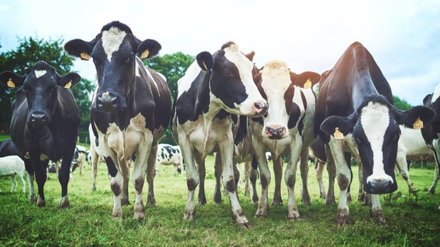Breeding for improved milk constituents in Northern Ireland