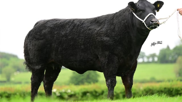 £18,000 paid for an in-calf heifer at Jalex Select sale