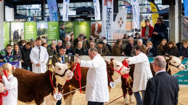 Meath man selected as judge for prominent UK livestock expo