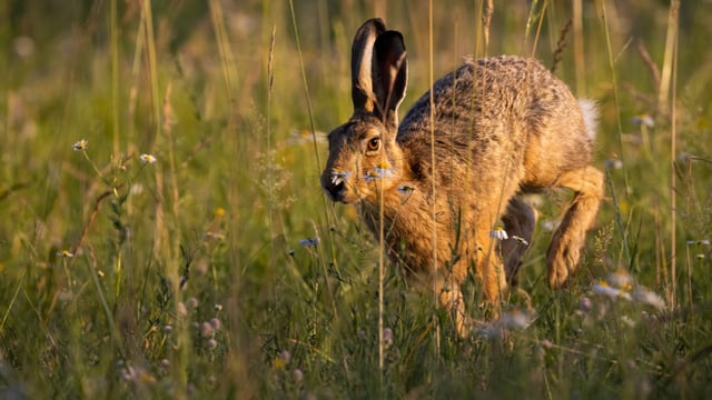 Man fined for illegal hare hunting in Clare