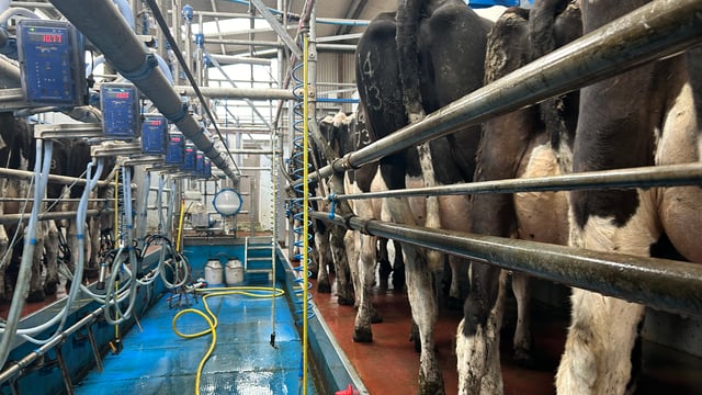 Do milk urea levels have an affect on the herd's fertility?