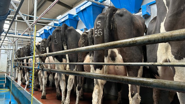 Milk recording reports - how are herds performing at the moment?