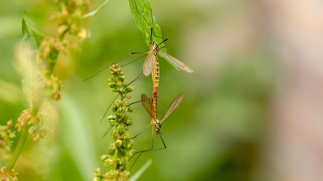 Are daddy long-legs threatening your farm?