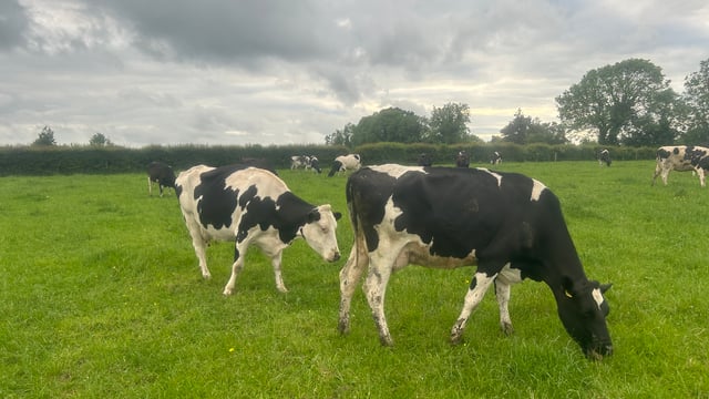 Number of GB dairy producers drops by nearly 6%