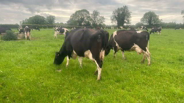 CSO: Domestic milk intake down by 26m litres in May 2024