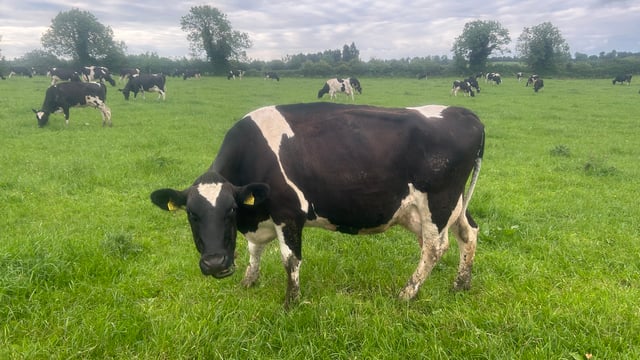 Picking out the problem cows ahead of the breeding season