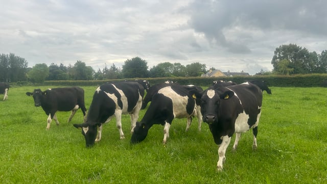 Dairy farmers urged to reduce bought in feed and focus on grass to boost profits