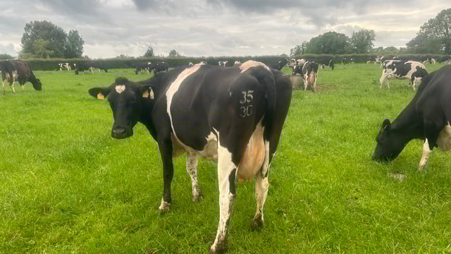 Tirlán offers dairy feed support for milk suppliers