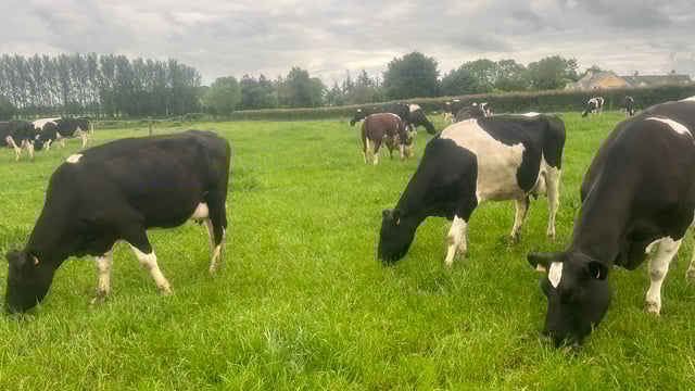 Breeding season: Decisions to be made mid-season