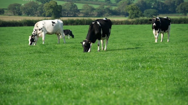 EMB: Dairy sector is 'not in good health'