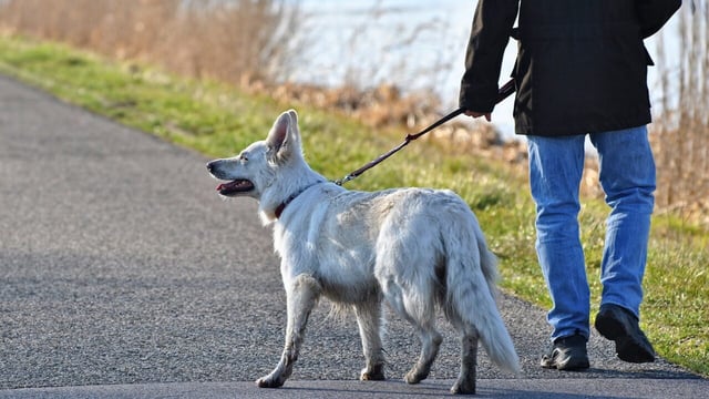 Responsibility for dog control transferred to DAFM