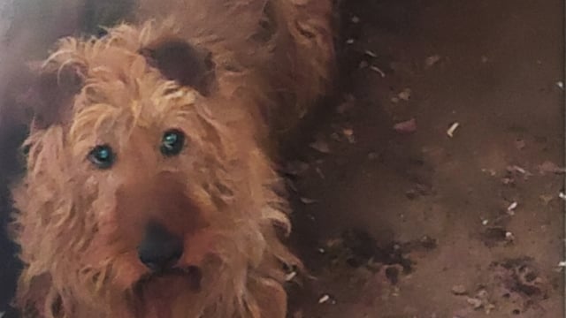 Veterinary inspector banned from keeping dogs