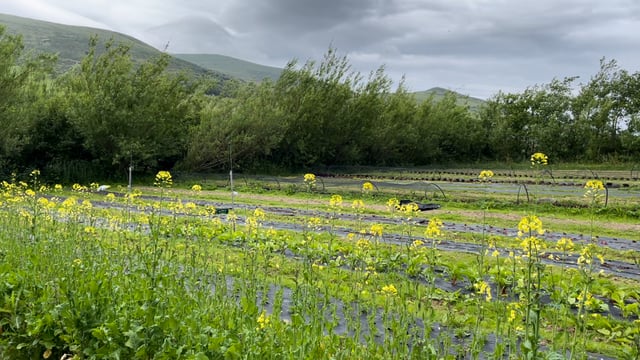 Applications open for paid organic farming internship