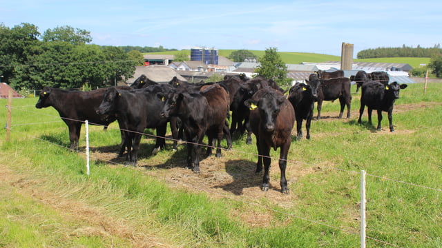 Delivering improved levels of sustainability in beef sector
