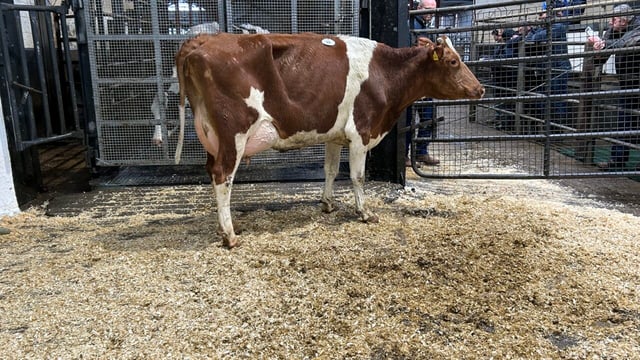 200-cow dairy herd dispersal sale set for Carnaross Mart