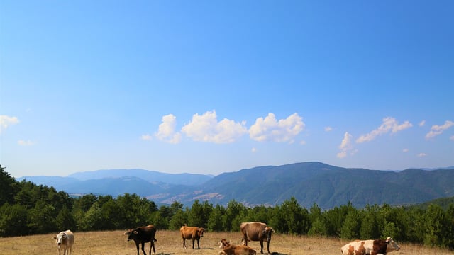 Argentina prepares for deforestation-free beef exports to EU