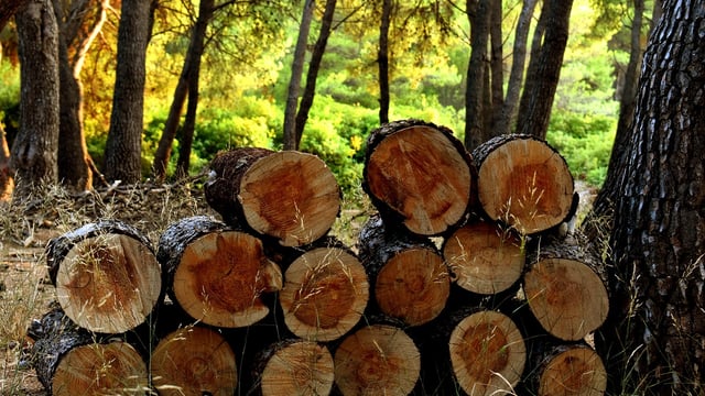 Cllr calls for 'tighter system' for timber haulage on rural roads