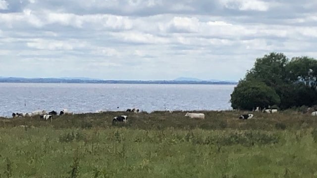 £450,000 initiative to find solutions to algae in Lough Neagh