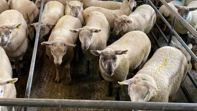 Sheep marts: 'Active' trade for export lambs at Loughrea Mart
